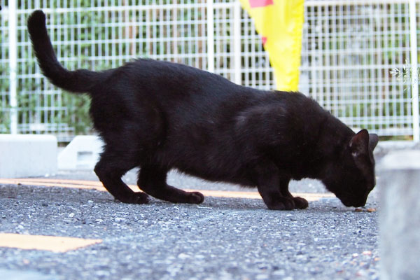 ピューマ風　横からのティア