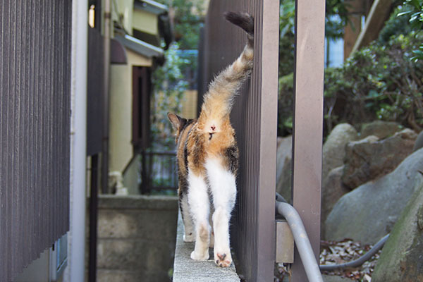 オトワちゃん　塀を歩くお尻