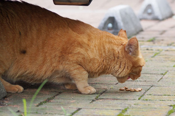 食べるポー