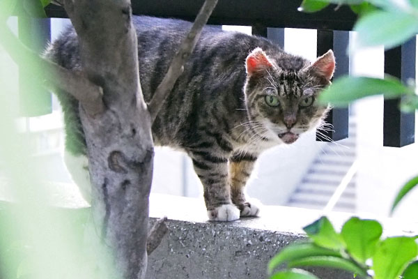 不審な目で　フォックス