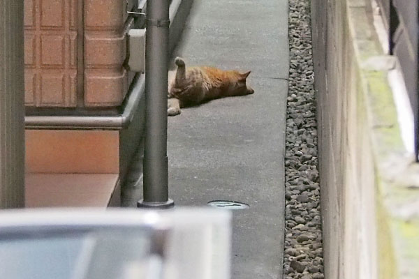 大胆な寝相の猫さん　ビル脇