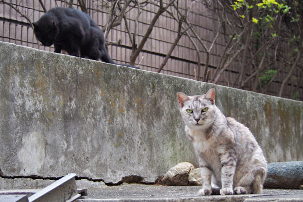 いらはい　銀と塀の上にアカシ