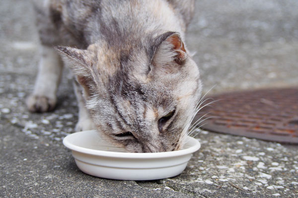 食べる銀