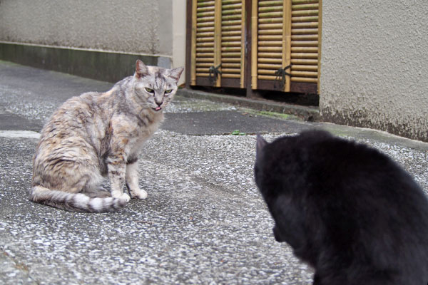 何近くで食べてんのよ　銀