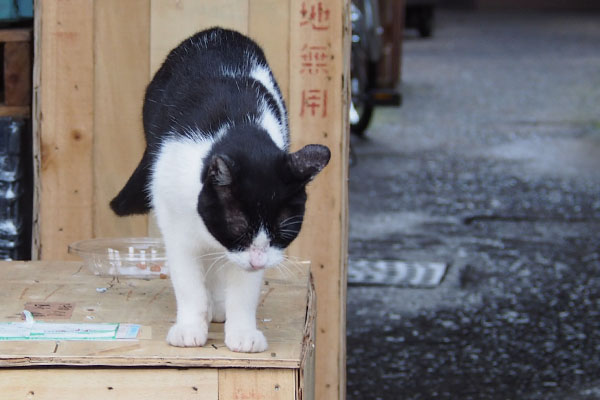 さ、次はナデナデでも　ニコル