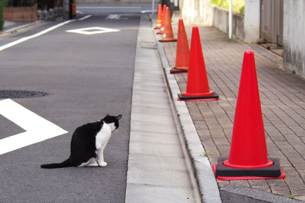 大きなカラーコーンが並ぶ　ニコル佇む