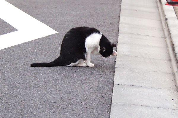 道路で毛繕い　ニコル