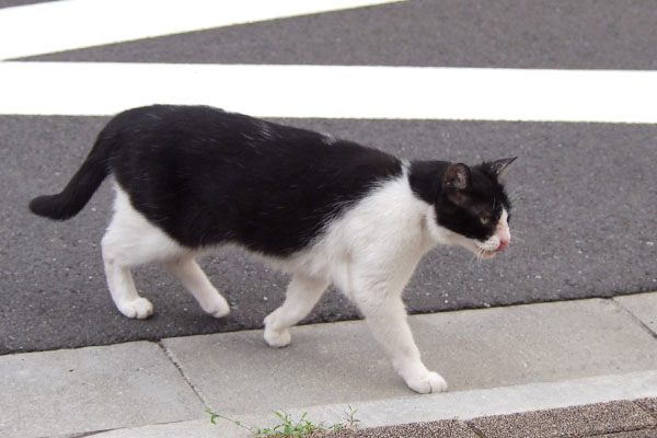 やっと移動の　ニコル