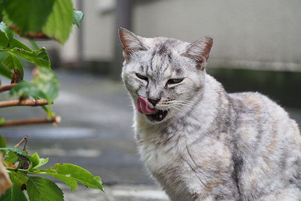 銀　もっとぺろん