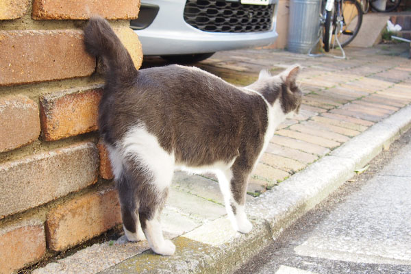 ちびにゃん　後ろ姿