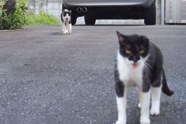 待つコテと走り寄るテルマ