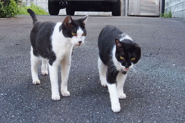 とっとと頂くニャ　コテとテルマ