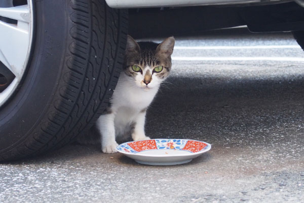 食べ終わったにゃ　さくら