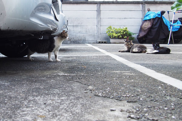 さくら登場を見てた２にゃん