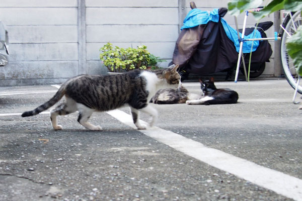 さくら　食べ物を求めて