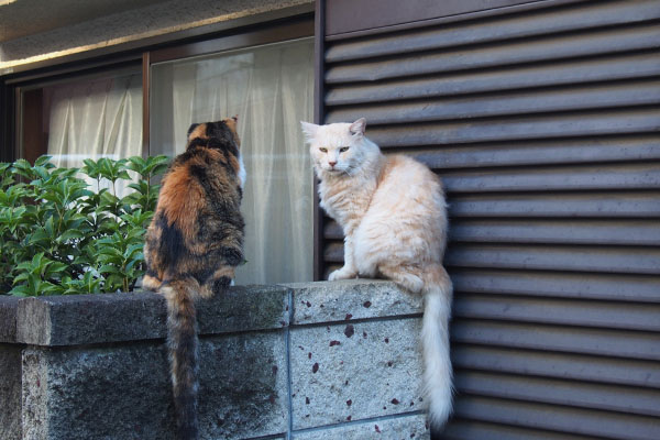 しっぽ同じ感じでナリコとオトワ