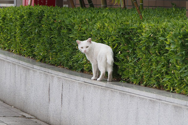 振り返る　ライト