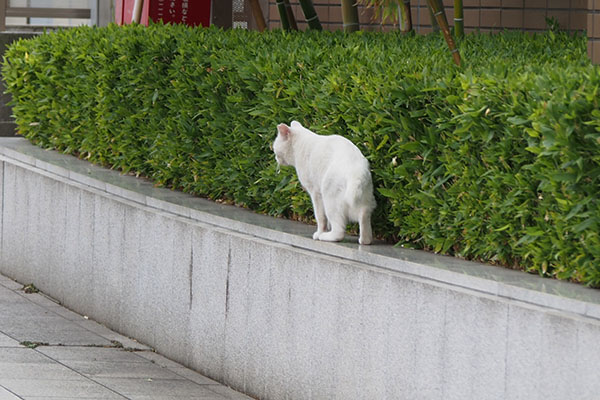 逃げるのかな　ライト