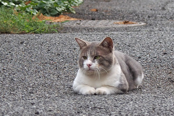 遠くを見てるダル太お手てかわいい