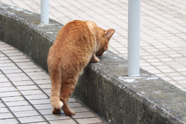 食べる　アン