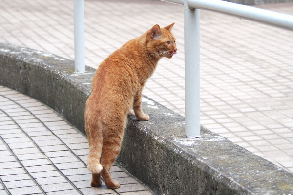 気になる　アン