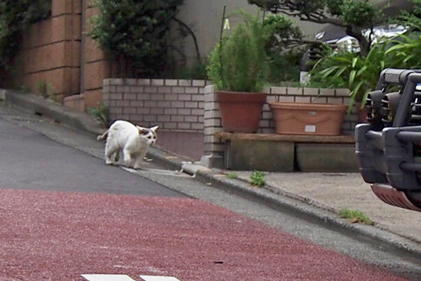 ジュリ　なかむら邸へ駆け込む