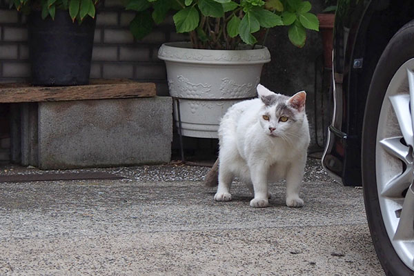 ジュリ　止まって様子見