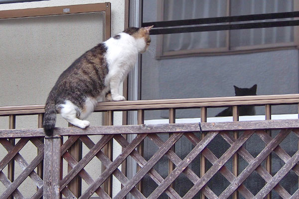 ももちゃん　自分の影