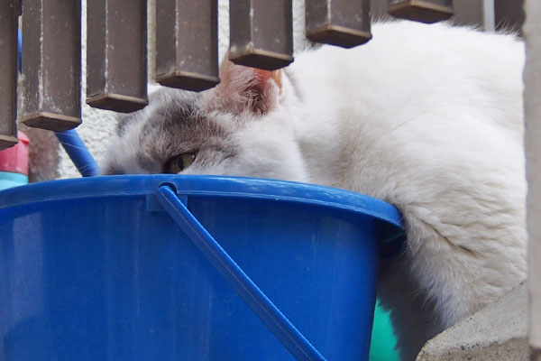 ジュリ　水を飲む