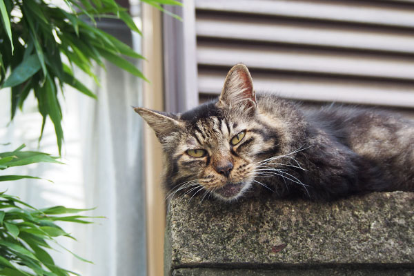 タッチー　細い目で見る