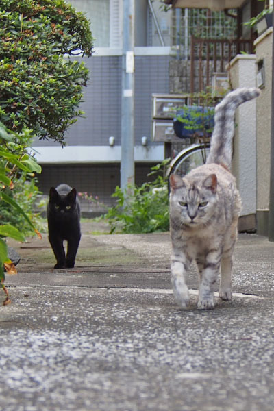 出迎え　銀とアカシ１