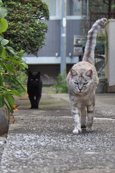 出迎え　銀とアカシ2