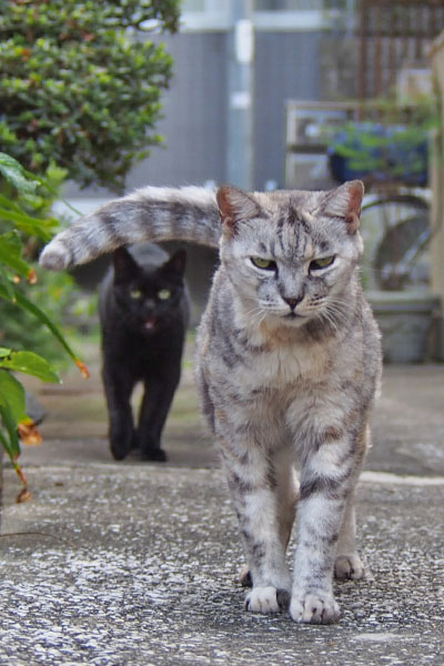 銀　しっぽで阻止寸前アカシ