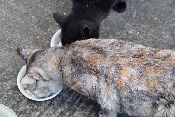 仲良く食べる銀とアカシ