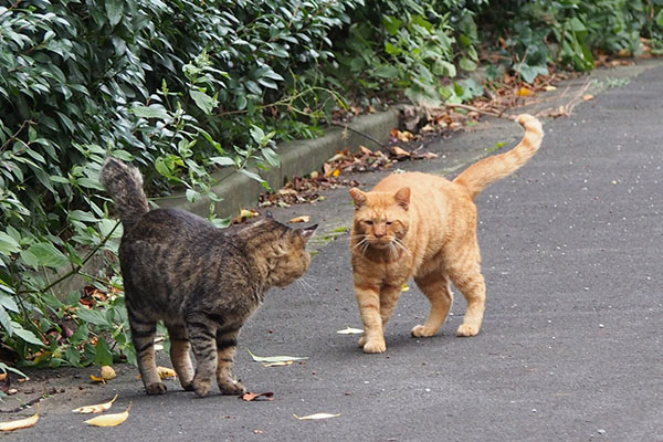 納得したコルレと見てるトッキー