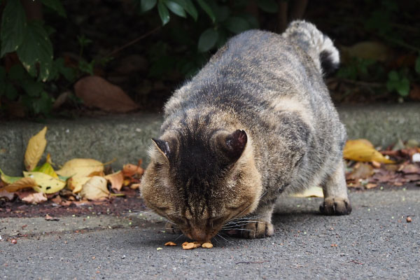 まえのめりで食べるトッキー