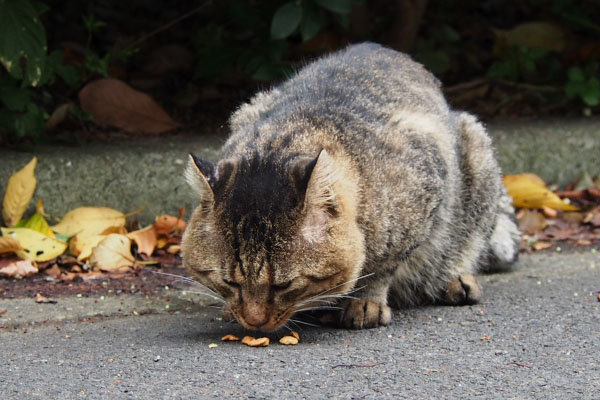 腰を下ろしたトッキー