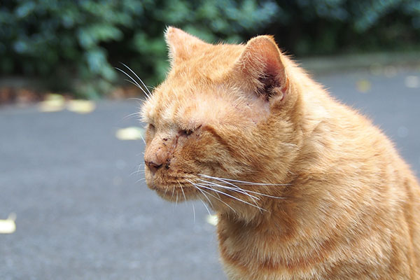 食後のコルレの顔　鼻の下が長い