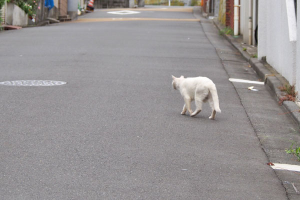 チロル　帰宅