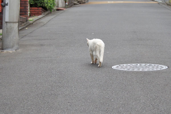 チロル　後ろ足がふらふらしてた