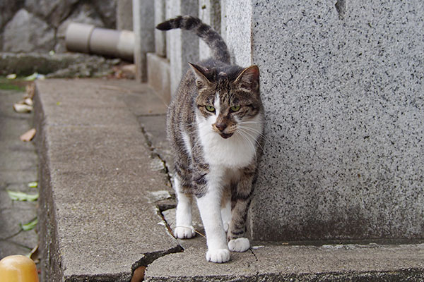 雫　歓迎のしっぽ