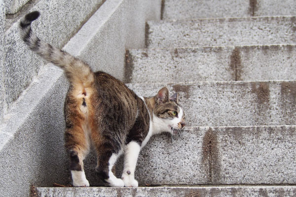 階段にスリスリする雫