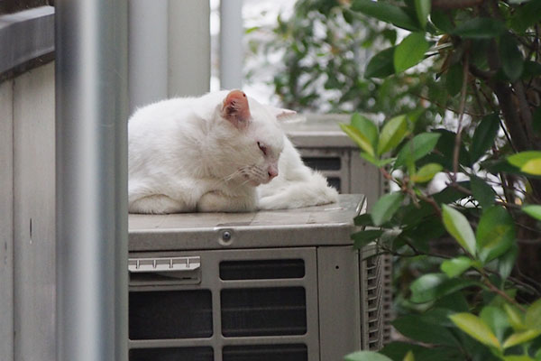 シュニ　気配を感じたか