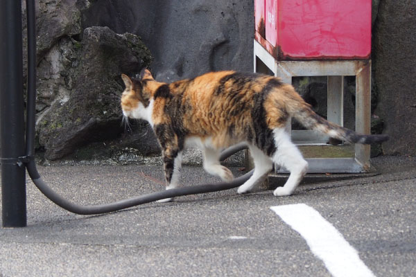 オトワ　軽快な足取り