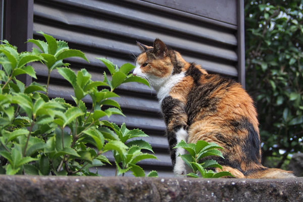 お食事待ちのオトワ下から