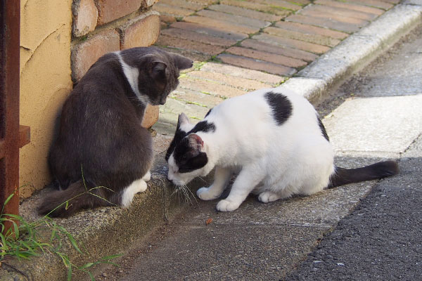 ちびにゃん　横取りに来る