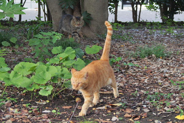 後ろ二股の木のところにトッキー