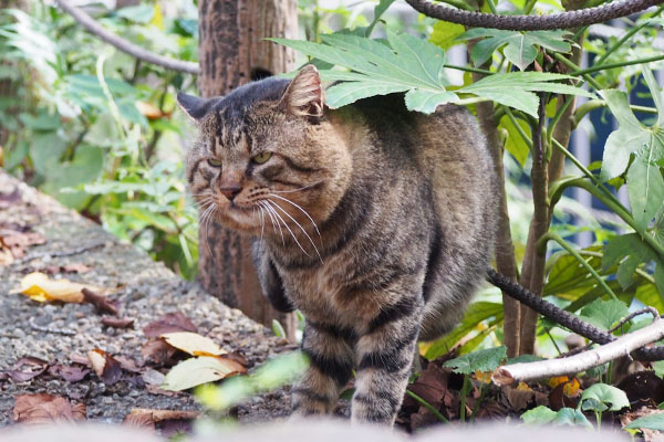 トッキー少し元気無いかも