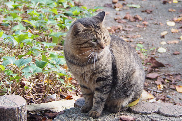 トッキー　平気にゃ