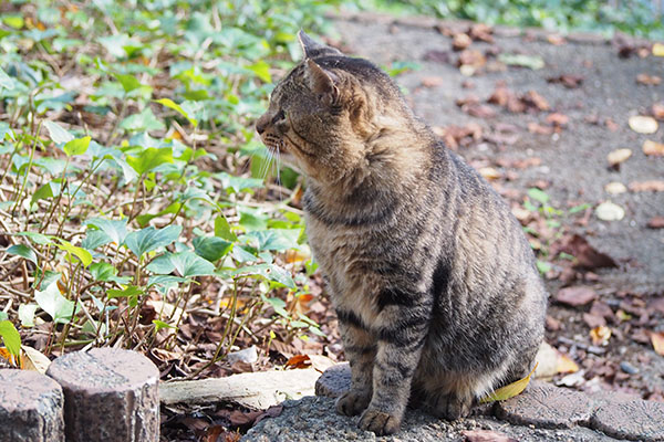 物思いにふけるトッキー